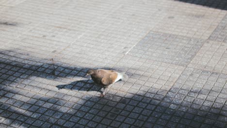 a pigeon walks along the pavement in search of food