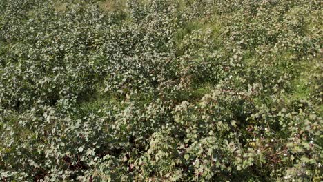 cultivo de semillas de algodón en granjas de punjab, india