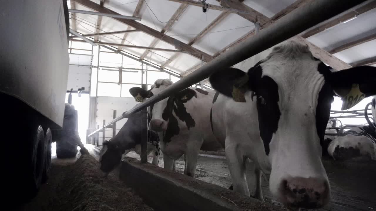 Cows in a Barn