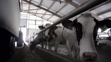 cows in a barn