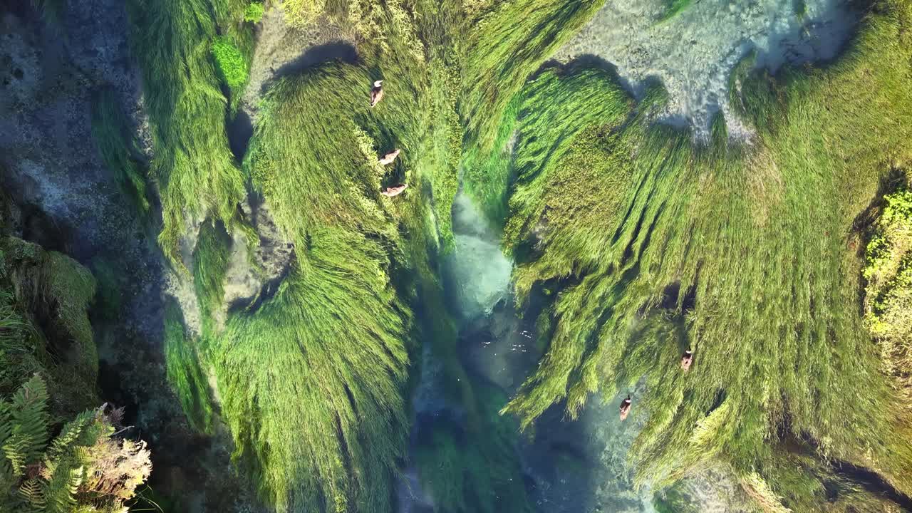Vista aérea de drone da Trilha Te Waihou, Nova Zelândia, de um rio cristalino fluindo por uma paisagem verde exuberante, padrões naturais, ambiente tranquilo.