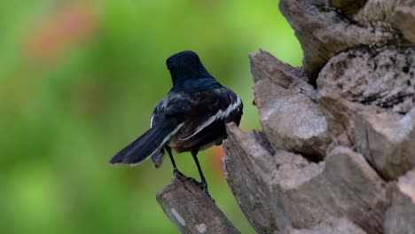 Das-Orientalische-Elsternrotkehlchen-Ist-Ein-In-Thailand-Sehr-Verbreiteter-Sperlingsvogel,-In-Dem-Er-überall-Zu-Sehen-Ist