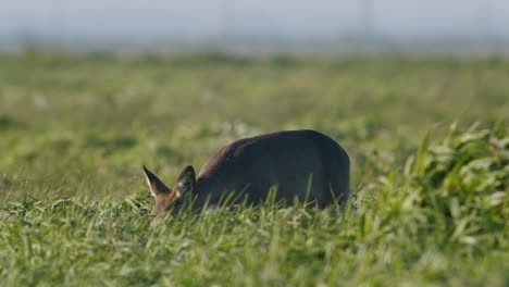 Common-wild-roe-deer-perfect-closeup-on-meadow-pasture-autumn-golden-hour-light