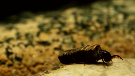 caddisfly larva crawling on a rock in a trout stream, close-up in fast water