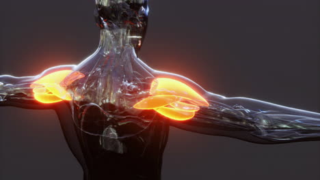 comprensión de la anatomía de los músculos del cuerpo humano con una representación detallada