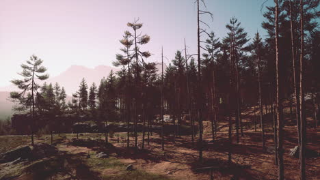 Pine-forest-on-the-mountainside