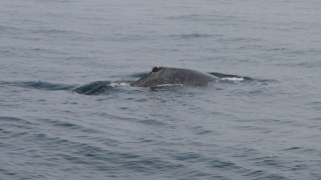 A humpback whale surfaces with a bird resting on its back in calm waters