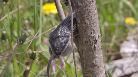 tilt up reveal black rat snake in a tree eating a mouse