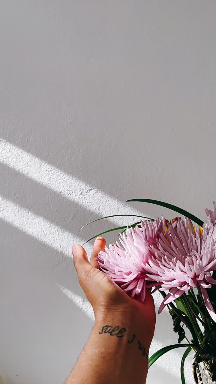 Hand holding pink chrysanthemum flowers