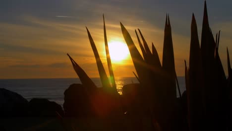 Miramar-Restaurant-Sonnenuntergang-Und-Die-Silhouette-Von-Pflanzen