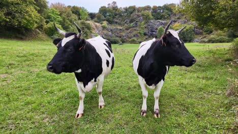 two peaceful black and white normandy cows on the grass pasture fence