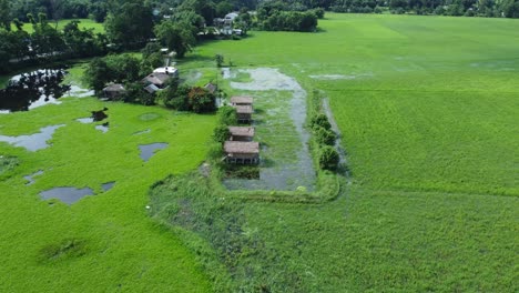 vista aérea de un campo de arroz en arunachal pradesh