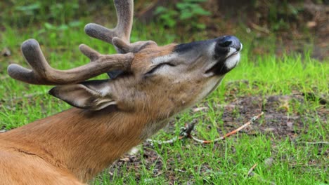 White-tailed-deer-(Odocoileus-virginianus),-also-known-as-the-whitetail-or-Virginia-deer.