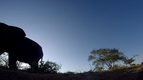 Silhouette-of-an-African-elephant-against-a-blue-sky