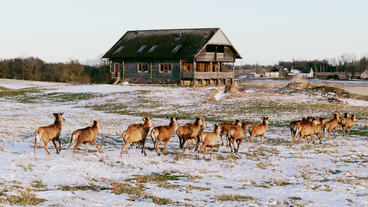 Wildlife moves past rural house, wintry Latvian village, blending man and nature