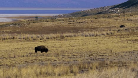 búfalo o bisonte americano pastando en la pradera seca con el gran lago salado al fondo