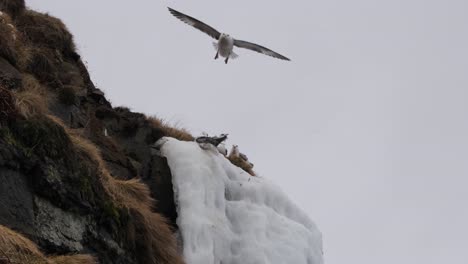 Eissturmvogel-Nisten-Am-Rand-Einer-Klippe,-Während-Andere-Darüber-Fliegen,-Island