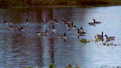 patos flotando en un estanque - naturaleza estática relajante - toma de vida salvaje