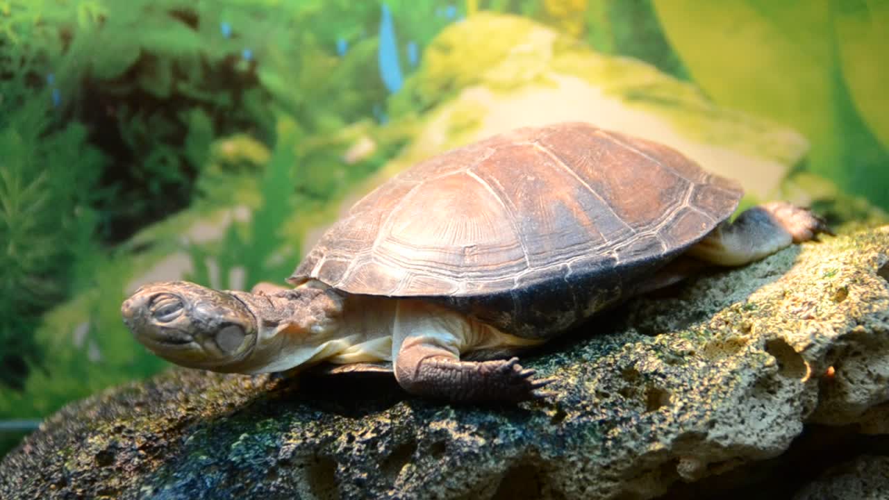 Turtle