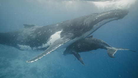 a humpback whale mom welcomes her newborn baby calf in the southern breeding grounds of the pacific ocean