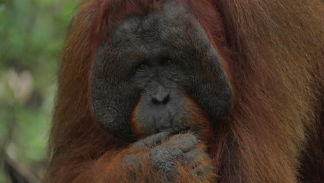 orangutan in the forest