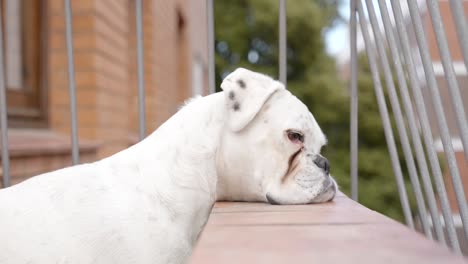 hermoso perro boxer blanco con hocico descansando tiernamente en una pared baja