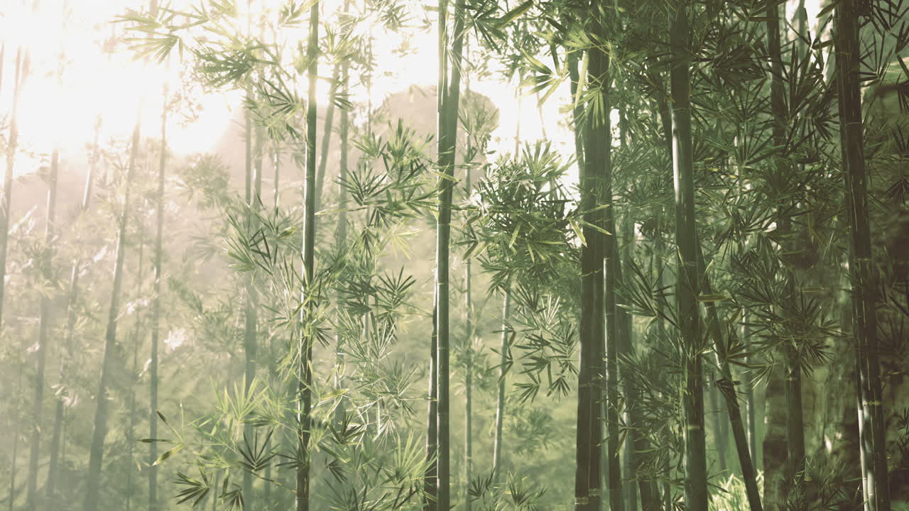 un sereno bosque de bambú bañado en la suave luz del sol durante las primeras horas de la mañana