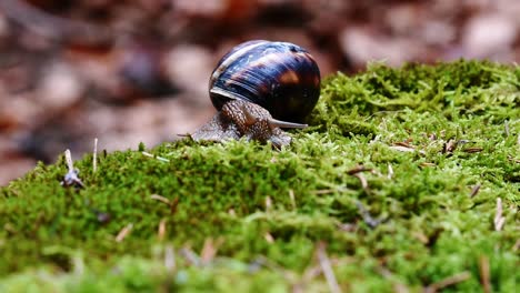 helix lucorum- caracol moviendo la cabeza y los ojos lentamente sobre musgo verde