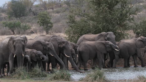 herd of african savanna elephants drinking water at waterhole