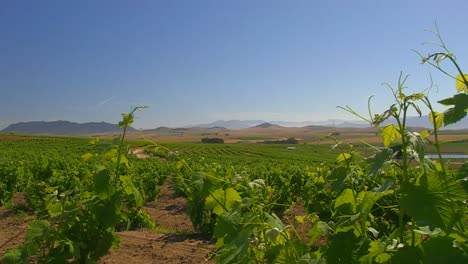 Tracking-shot-through-the-grapevines