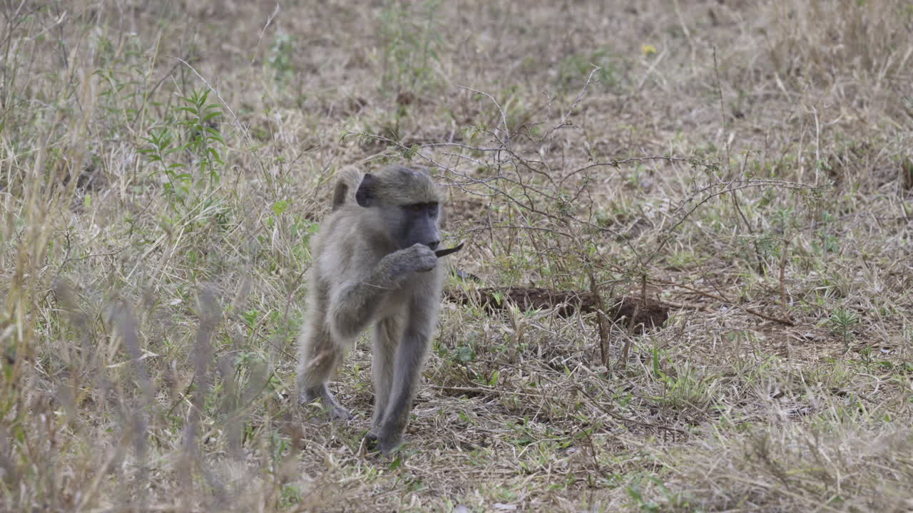 地面で食べ物を探すチャクマヒヒの幼獣、60 fps