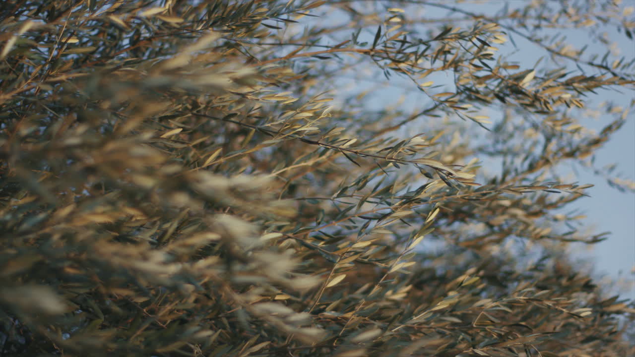 Olive Tree Branches