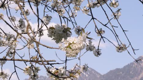 flying bees in spring flower with beautiful mountain landscape in background