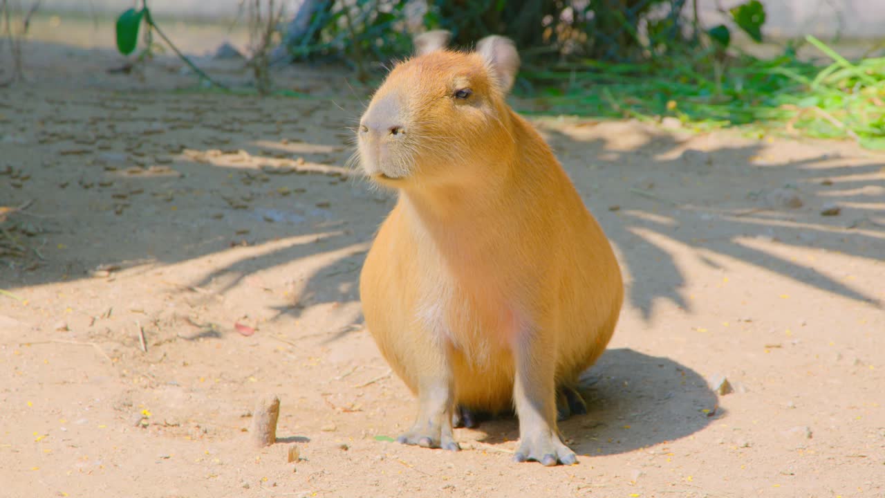 Capybara in its natural habitat