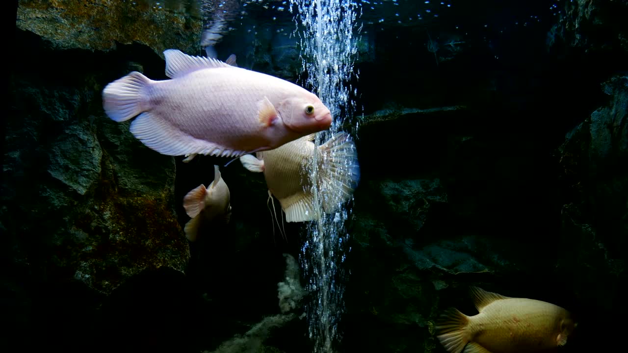 거대한 고라미 물고기 (osphronemus gorami) 는 태국에서 경제적인 물고기입니다.