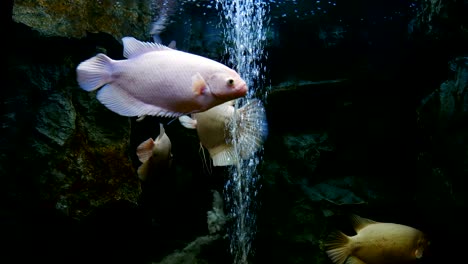 el pez gourami gigante (osphronemus goramy) en el acuario. este pez es un pez económico en tailandia.