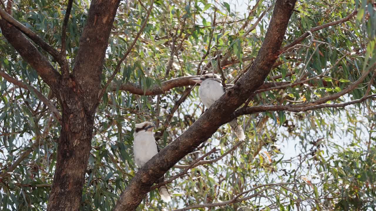 dos bebés kookaburras sentados en el viejo árbol de goma del patio trasero australiano