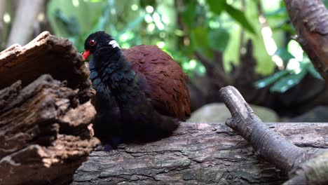 paloma faisán posada en un tronco mientras limpia las plumas y se rasca con el pico