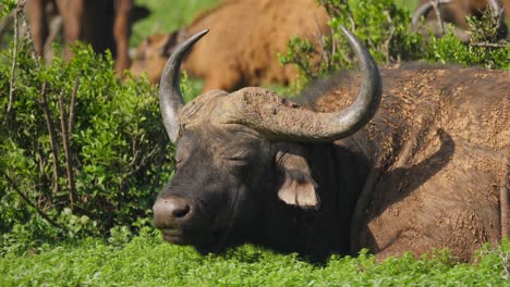 Close-up-of-sleepy-Cape-Buffalo-sits-and-chews-the-cud-in-Addo-Park,-Africa