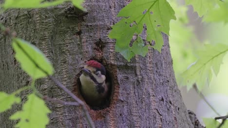 middle spotted woodpecker peaking through hole of nest in tree trunk