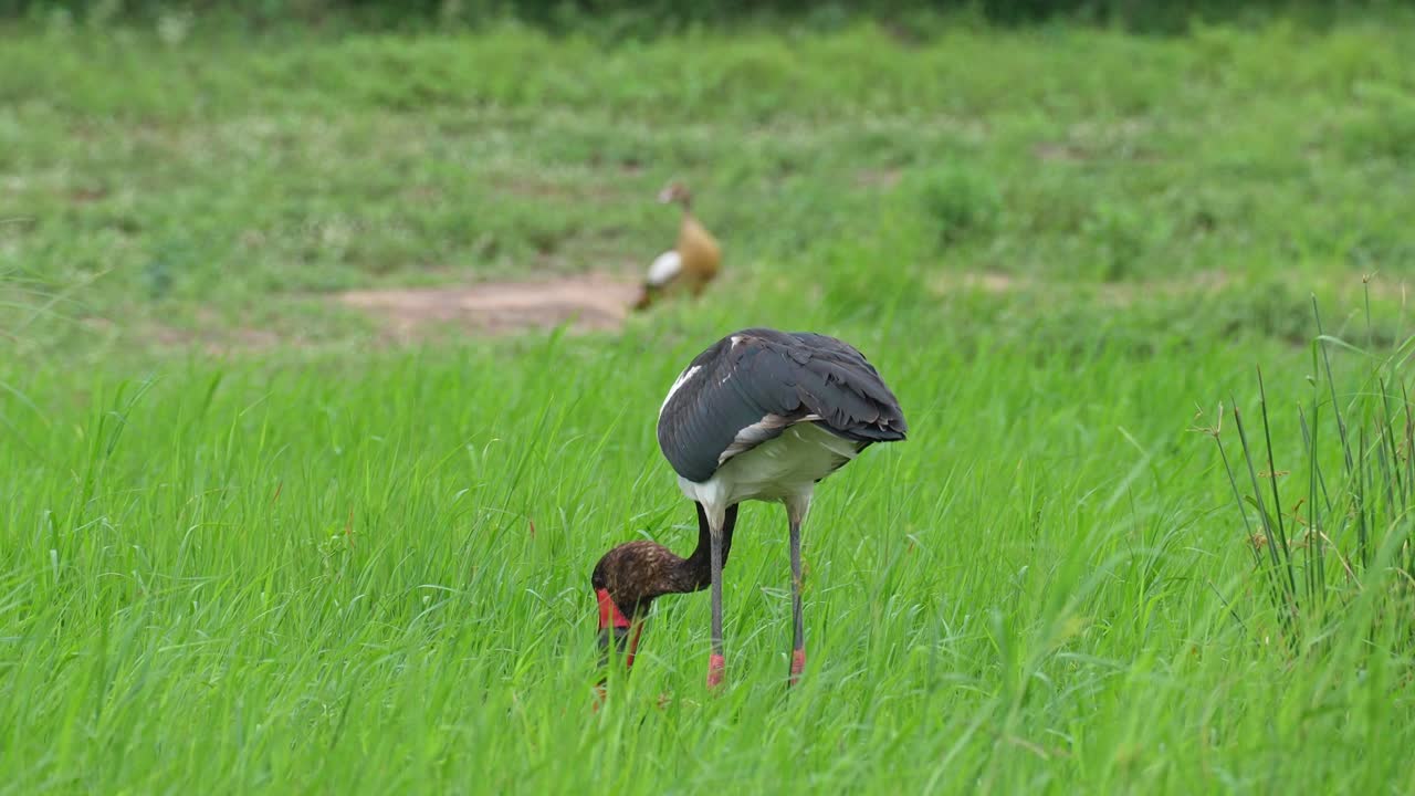 Saddle-Billed Stork With Fish Catch In Beak, Medium Shot, Slow Motion