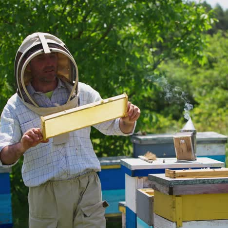 beekeeper takes honey frames out of hive with bare hands. man in protective clothes inspects the hives on a bee farm