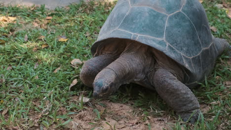 giant tortoise in a grassy area