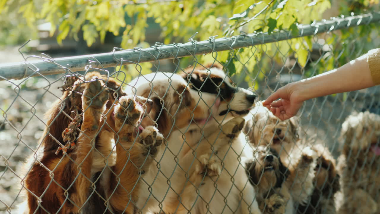 개에게 간식을 주는 것