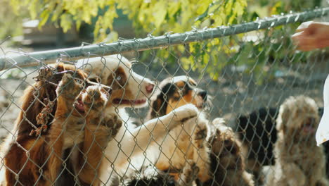 Hunden-Leckerlis-Geben