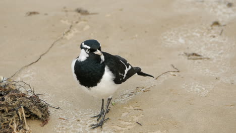 mudlark inspeccionando la playa en busca de comida en la arena