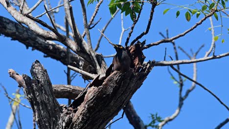 Myna-Común-O-Myna-India,-Saltamontes-Tristes,-Khao-Yai,-Tailandia