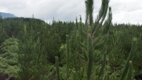 pruned pine trees in reforestation area, new zealand forestry management, aerial rising