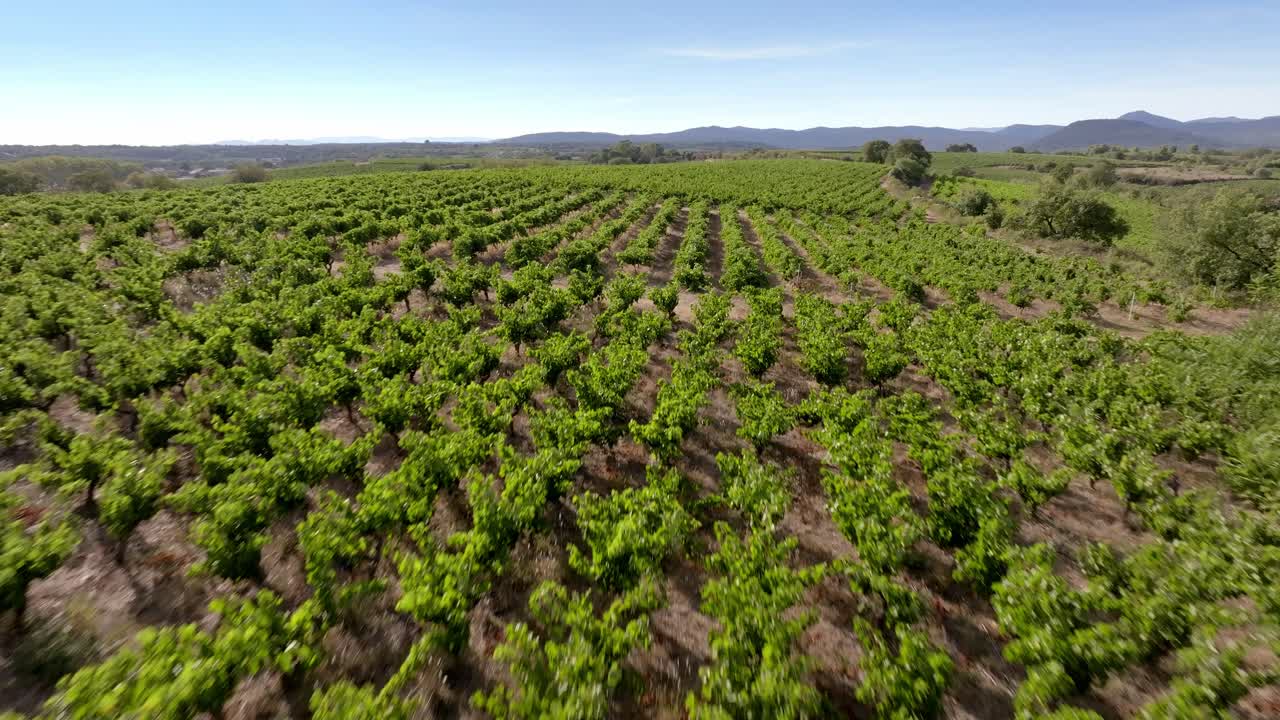 disparo aéreo lento sobre los viñedos juveniles en el sur de francia
