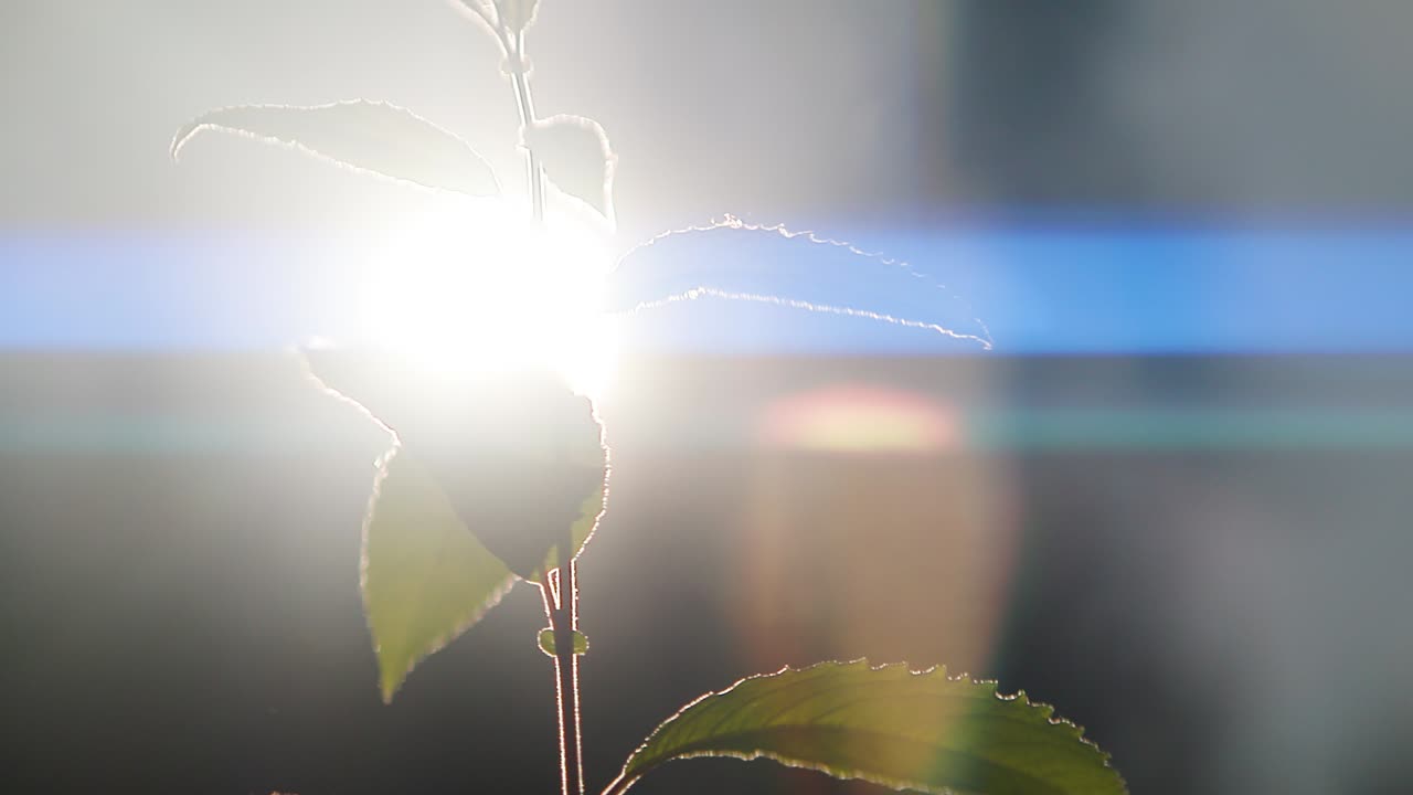 Green leaf in sun backlight with anamorphic flare